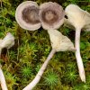Cantharellula umbonata, Rötender Gabeltrichterling